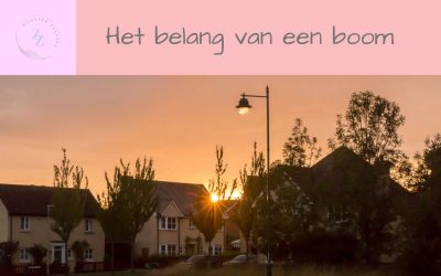 10 redenen voor meer bomen in de stad